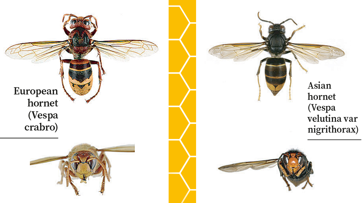 Asian Hornets vs European Hornets